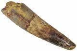 Fossil Spinosaurus Tooth - Real Dinosaur Tooth #305804-1